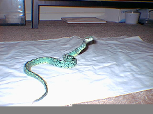 My Celyonese Tree Viper